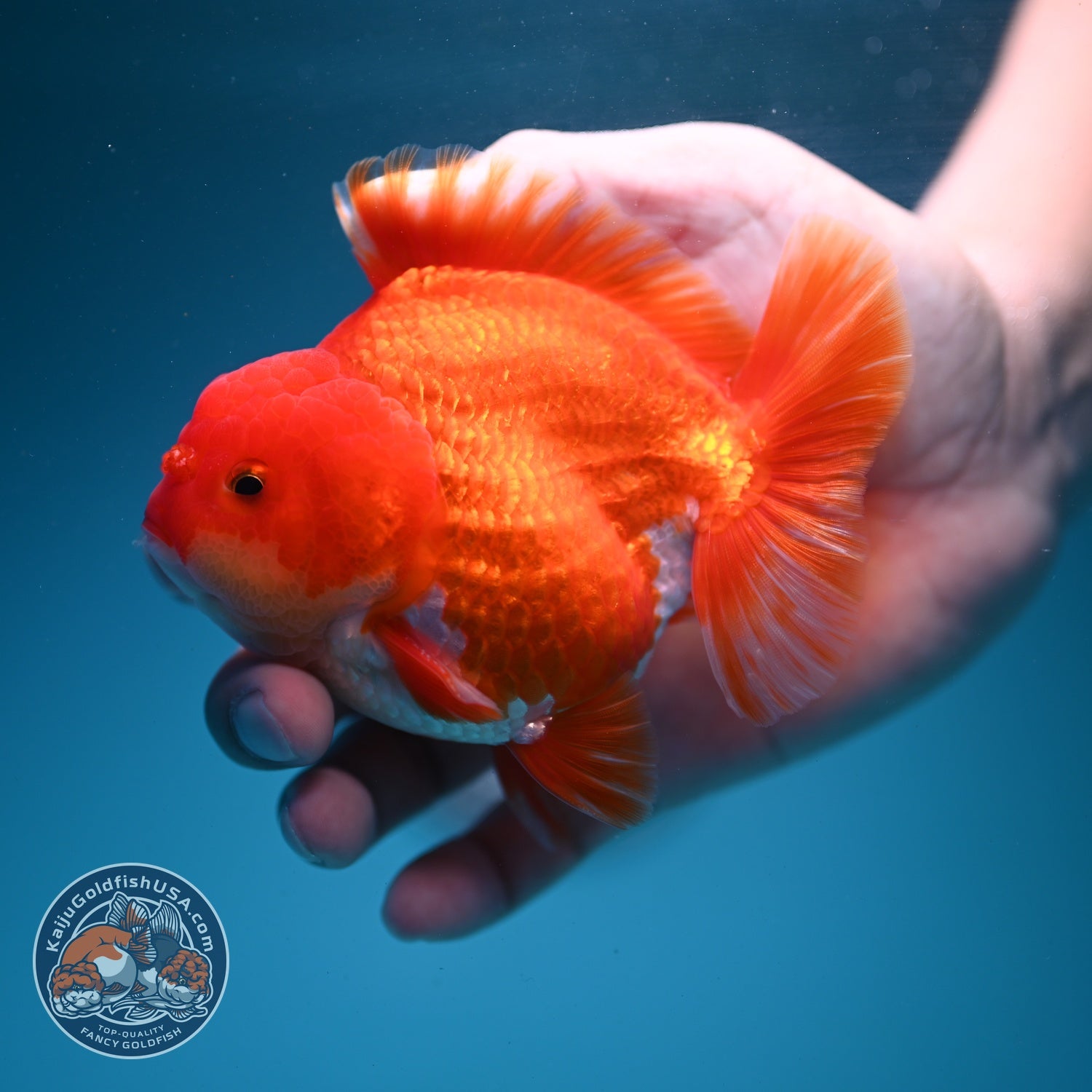 Red White YuanBao Oranda 3.5 inch Body (260626_OR05)