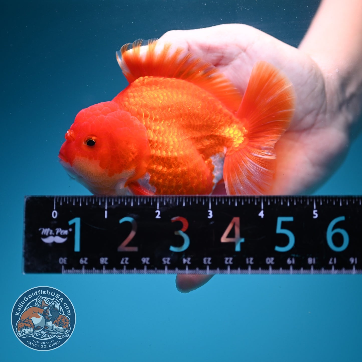 Red White YuanBao Oranda 3.5 inch Body (260626_OR05)