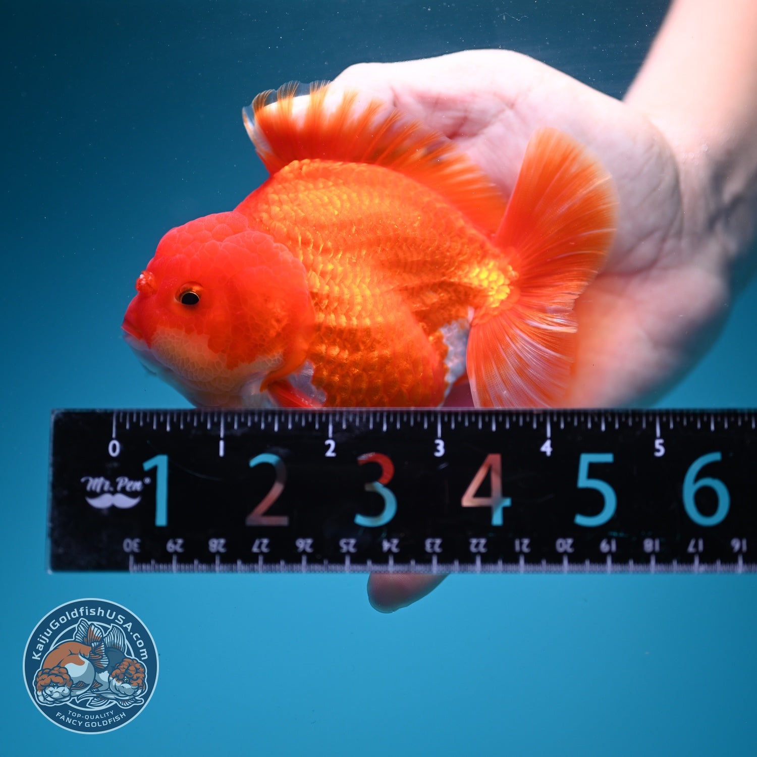 Red White YuanBao Oranda 3.5 inch Body (260626_OR05)