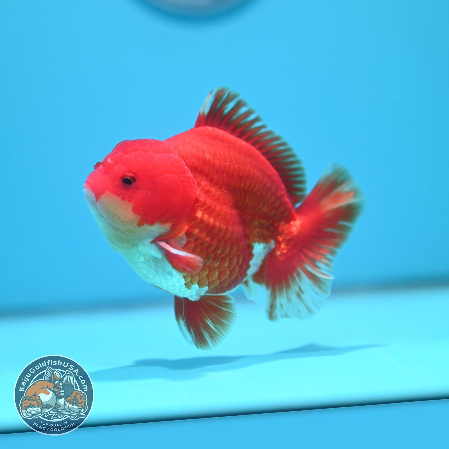 Red White YuanBao Oranda 3.5 inch Body (260626_OR05)