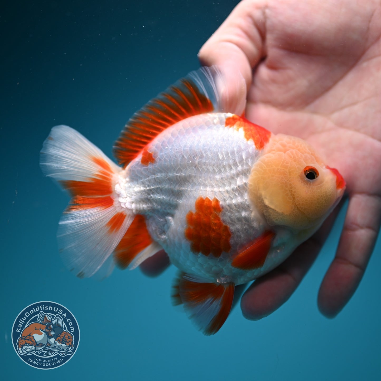Red White YuanBao Oranda 3.5 inch Body (260626_OR14)