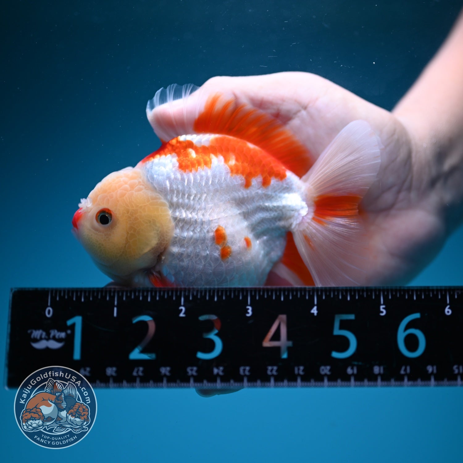 Red White YuanBao Oranda 3.5 inch Body (260626_OR14)