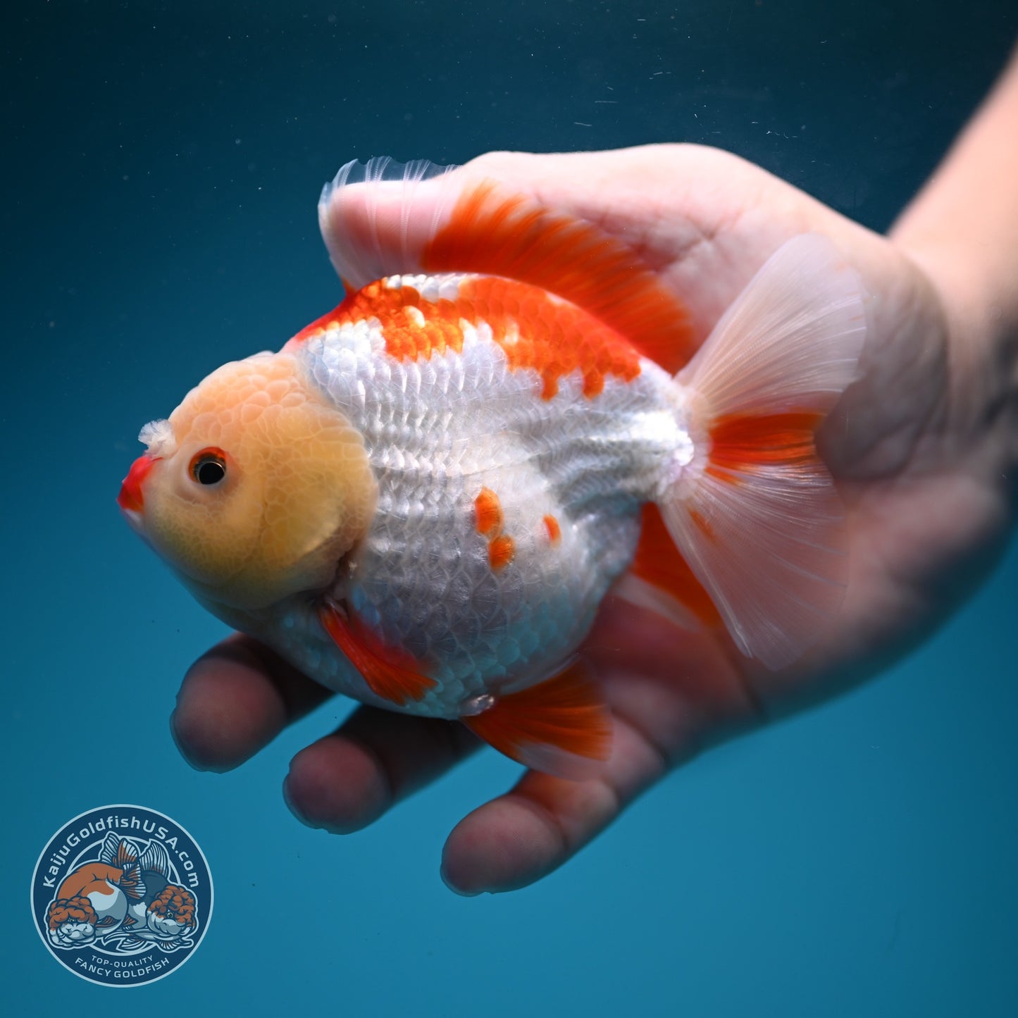 Red White YuanBao Oranda 3.5 inch Body (260626_OR14)