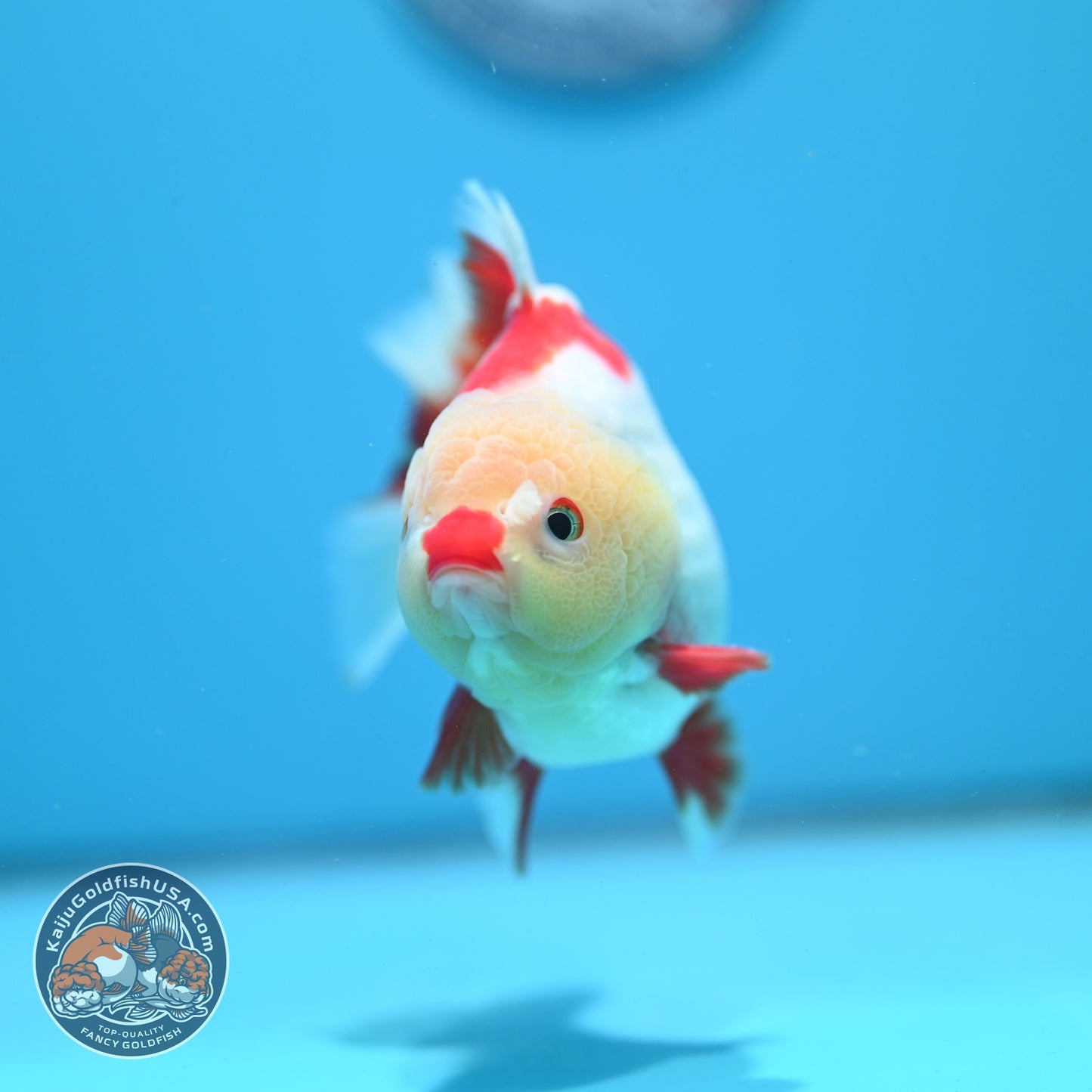 Red White YuanBao Oranda 3.5 inch Body (260626_OR14)