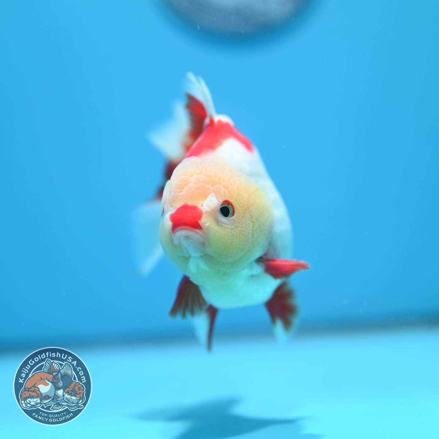 Red White YuanBao Oranda 3.5 inch Body (260626_OR14)