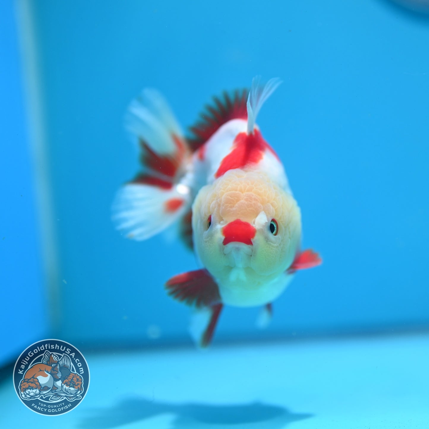 Red White YuanBao Oranda 3.5 inch Body (260626_OR14)