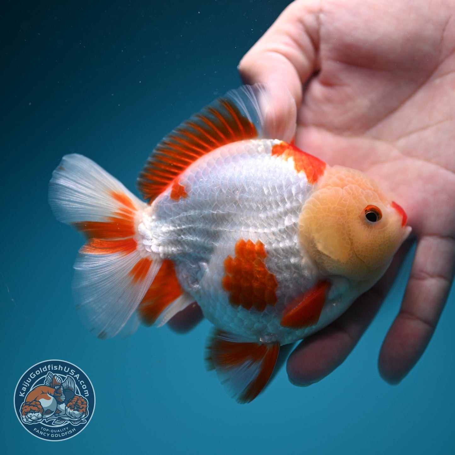 Red White YuanBao Oranda 3.5 inch Body (260626_OR14)