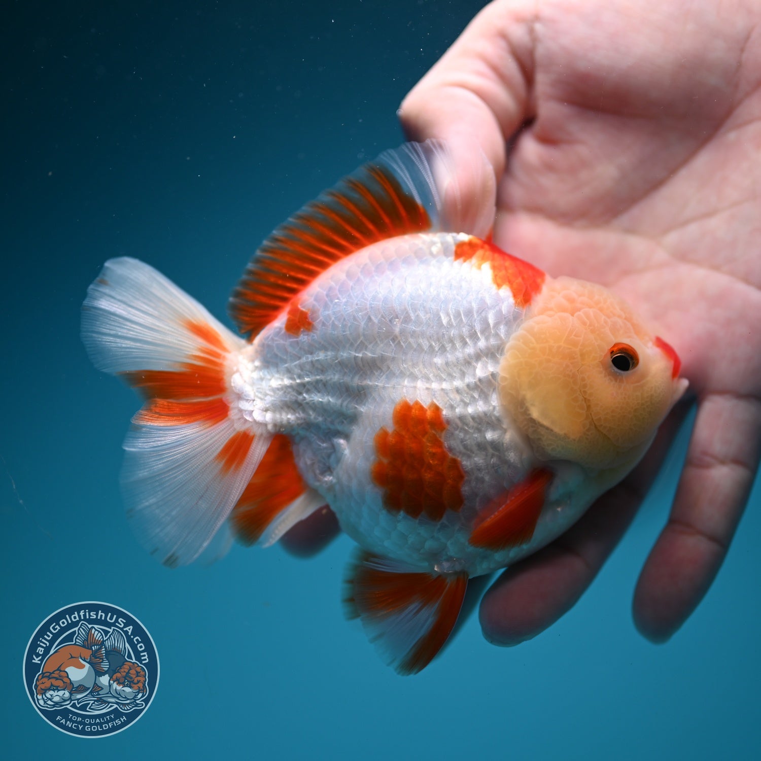 Red White YuanBao Oranda 3.5 inch Body (260626_OR14)