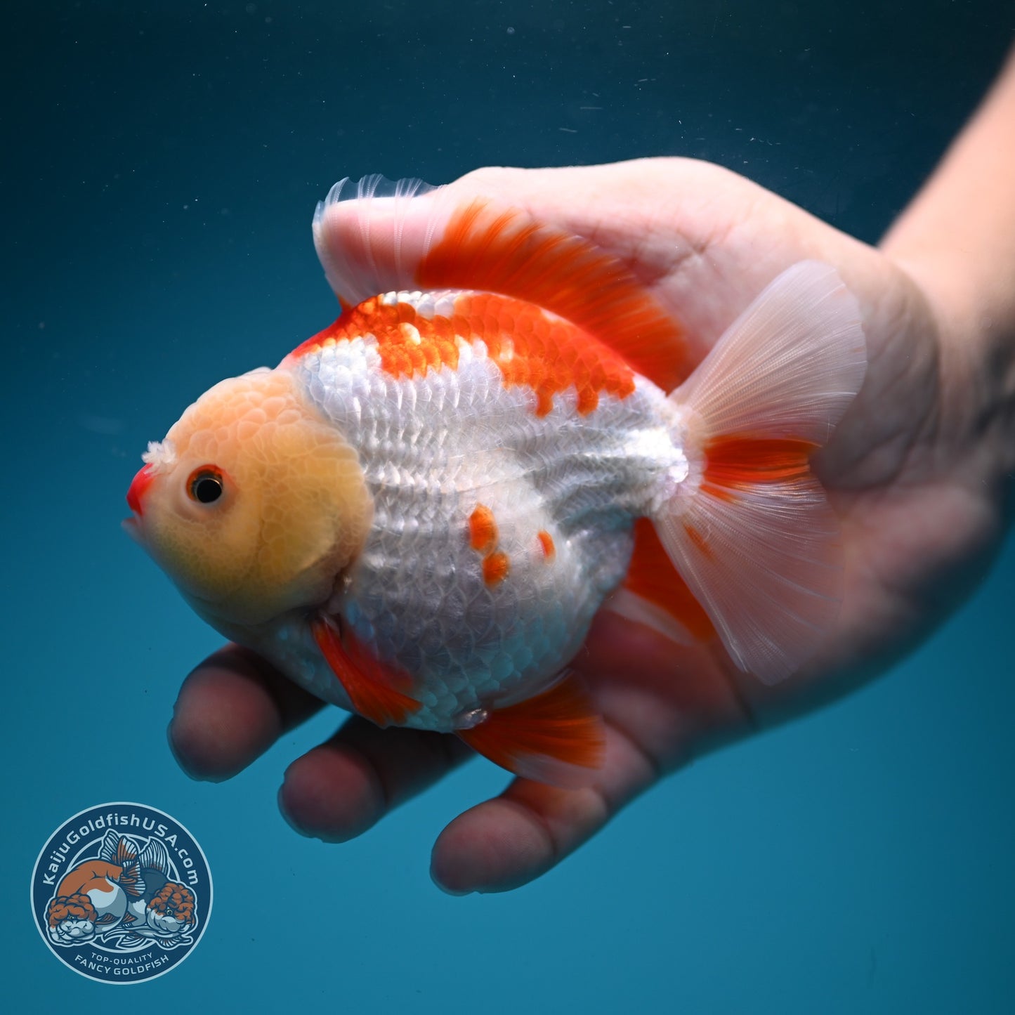 Red White YuanBao Oranda 3.5 inch Body (260626_OR14)