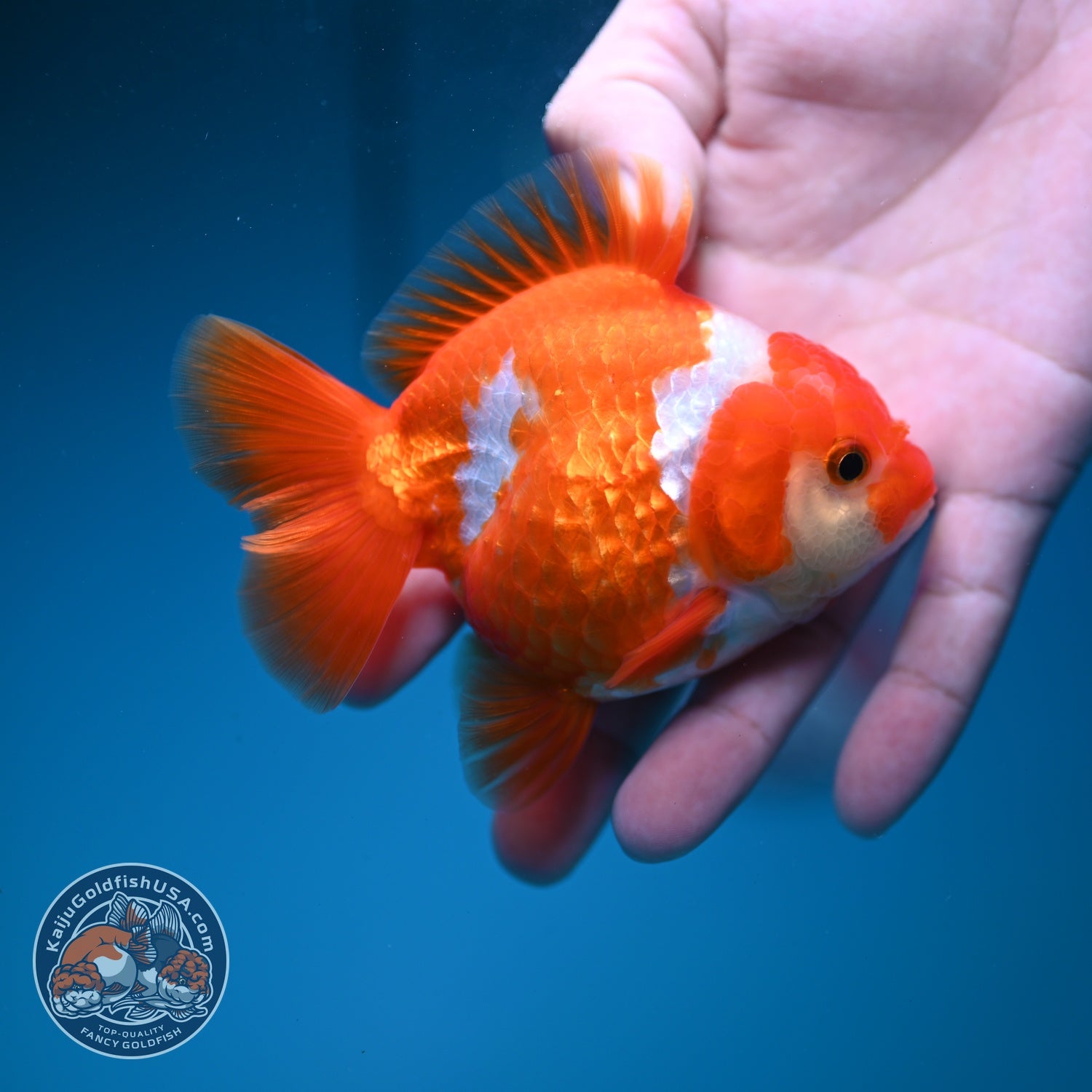 Red White YuanBao Oranda 3.5 inch Body (260828_OR15)