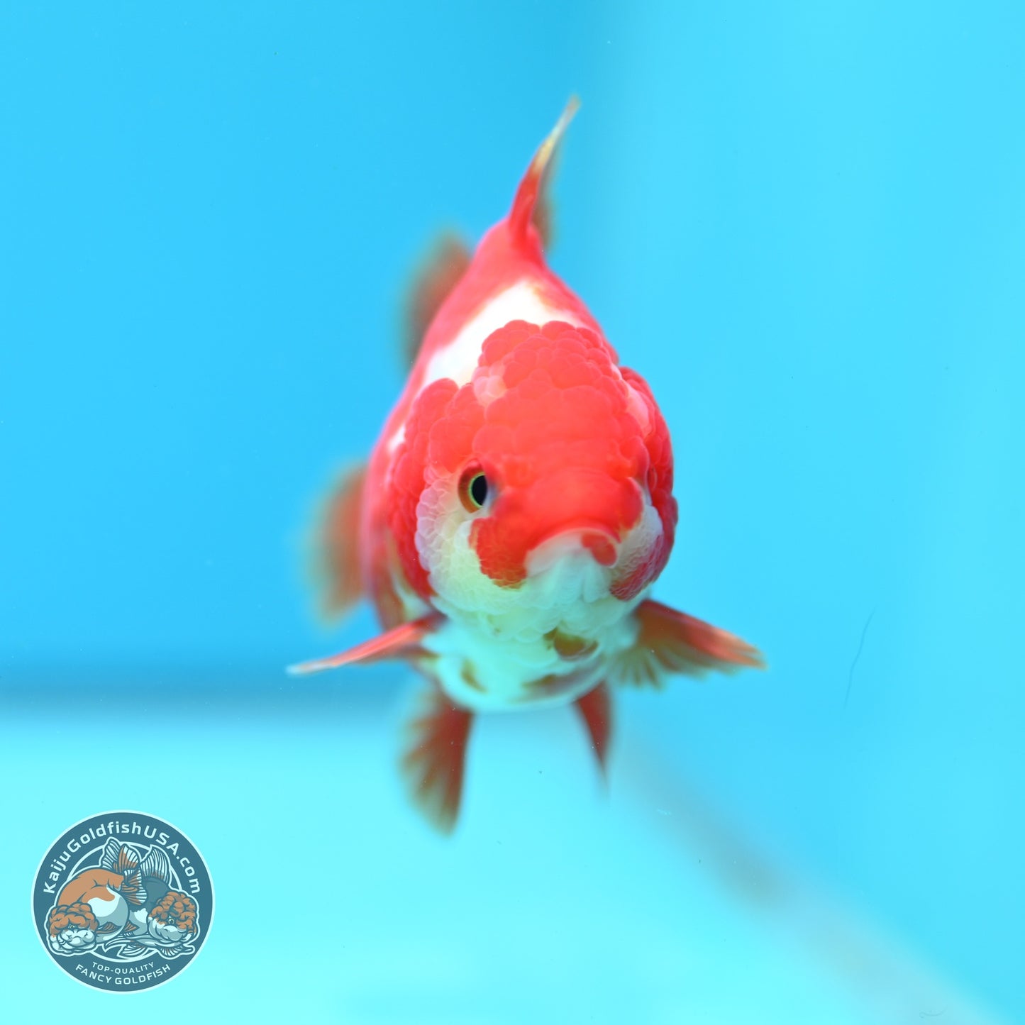 Red White YuanBao Oranda 3.5 inch Body (260828_OR15)