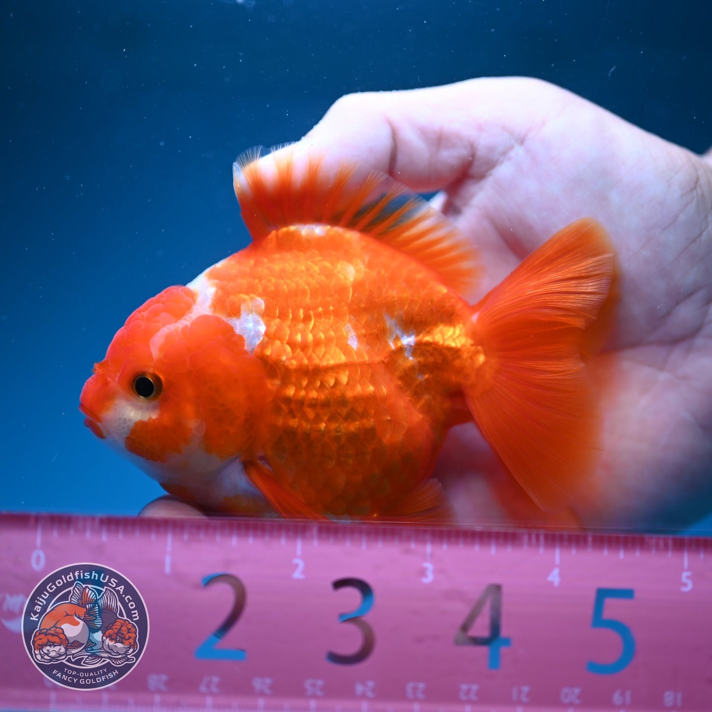 Red White YuanBao Oranda 3.5 inch Body (260828_OR15)