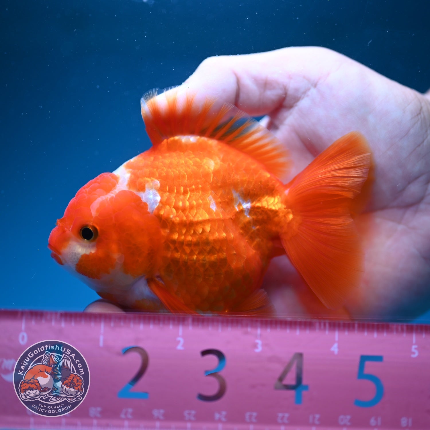 Red White YuanBao Oranda 3.5 inch Body (260828_OR15)