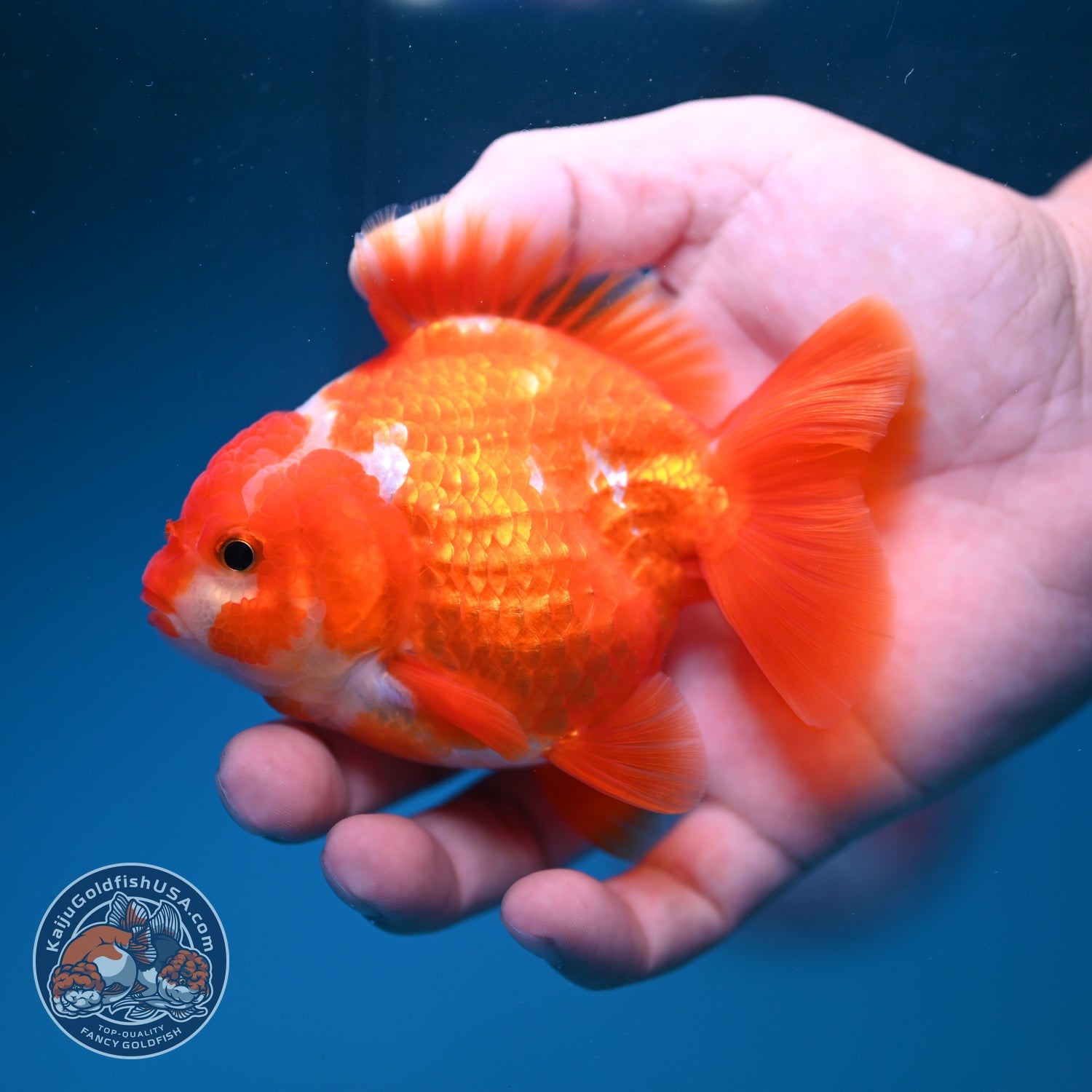 Red White YuanBao Oranda 3.5 inch Body (260828_OR15)