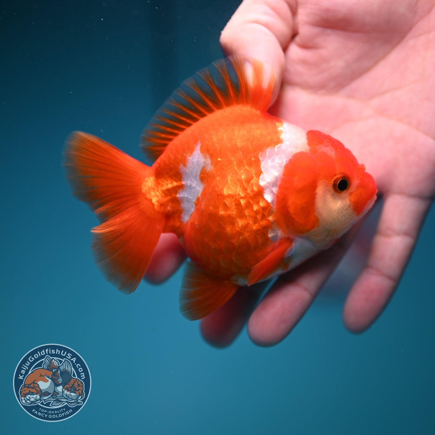 Red White YuanBao Oranda 3.5 inch Body (260828_OR15)