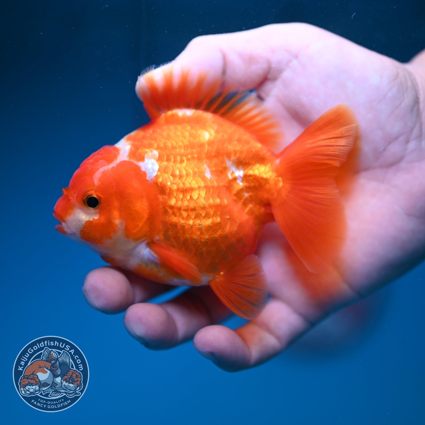 Red White YuanBao Oranda 3.5 inch Body (260828_OR15)