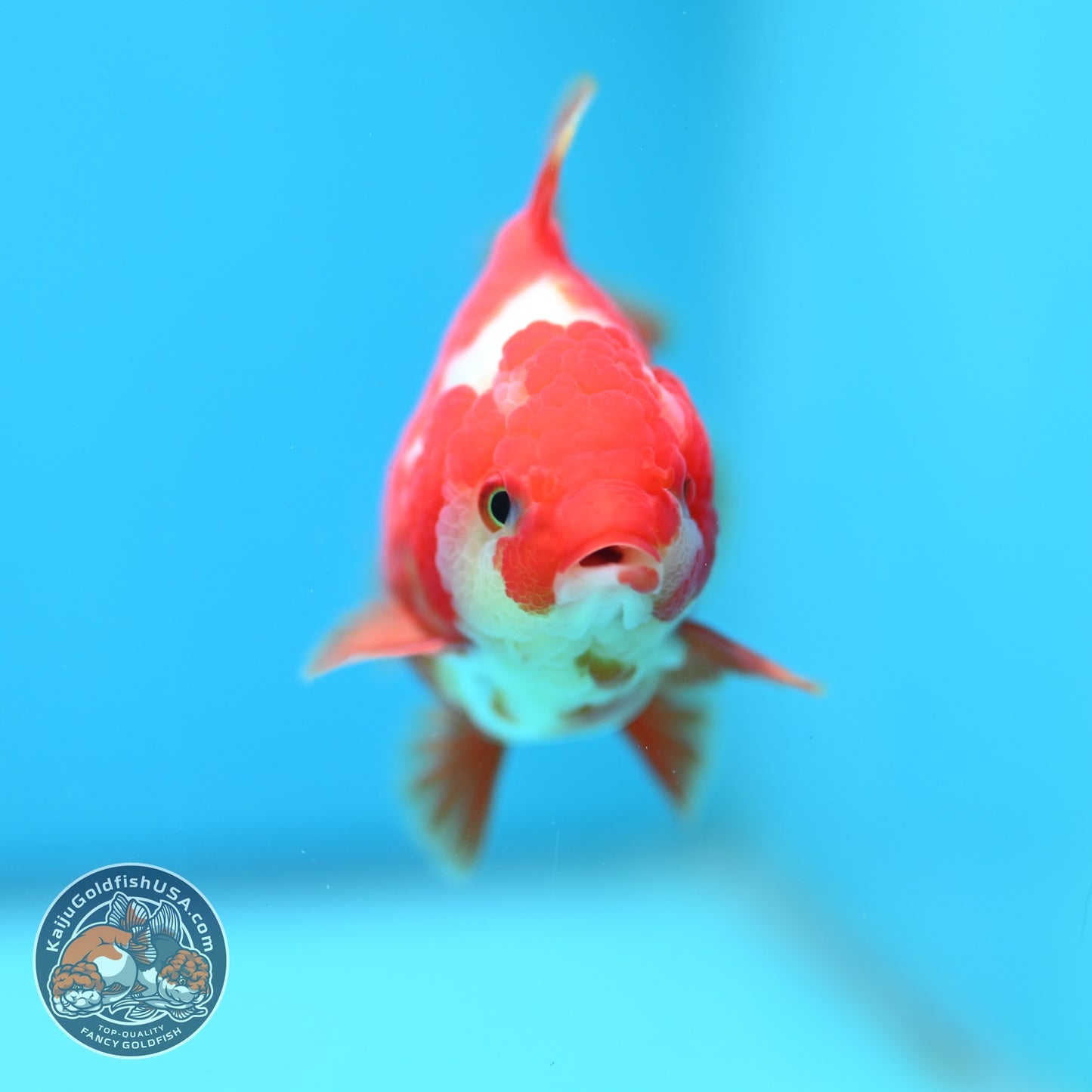 Red White YuanBao Oranda 3.5 inch Body (260828_OR15)