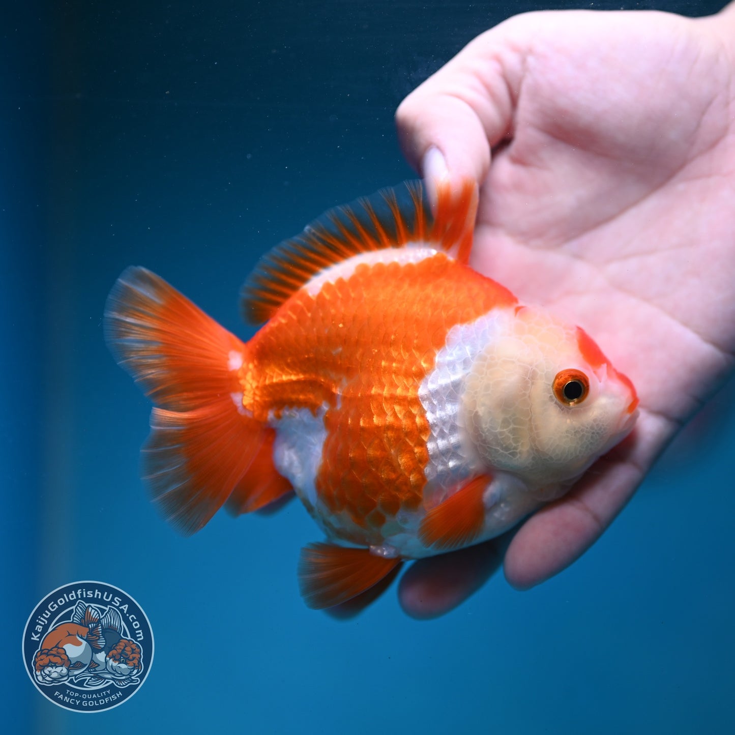 Red White YuanBao Oranda 3.5 inch Body (260904_OR04)