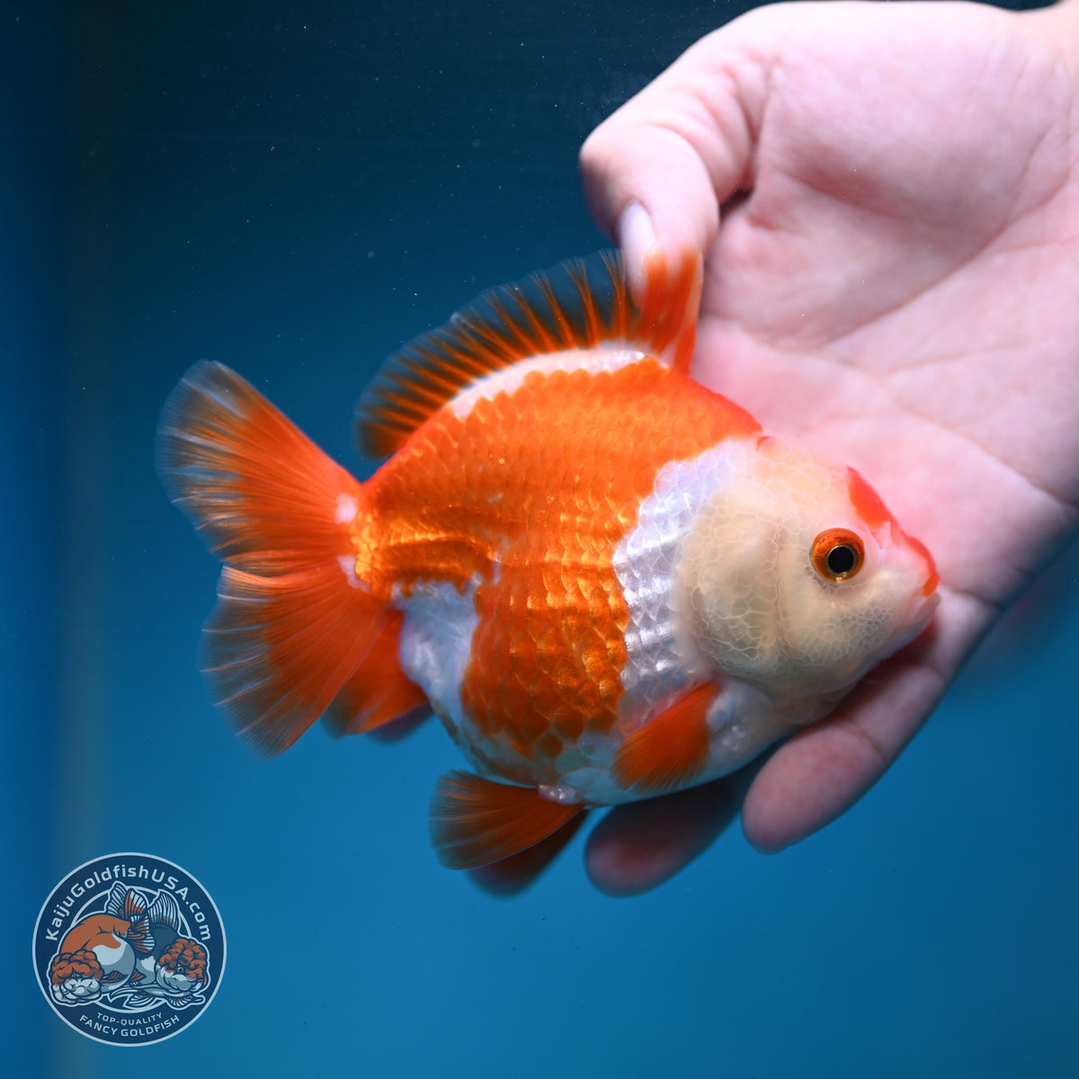 Red White YuanBao Oranda 3.5 inch Body (260904_OR04)