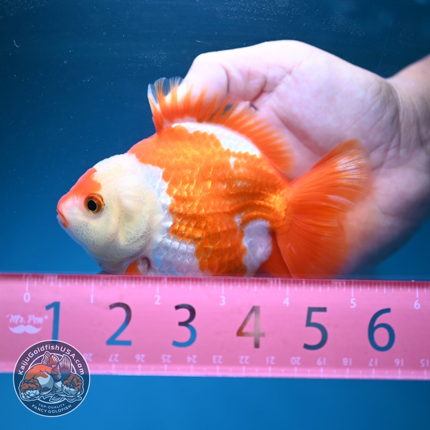 Red White YuanBao Oranda 3.5 inch Body (260904_OR04)