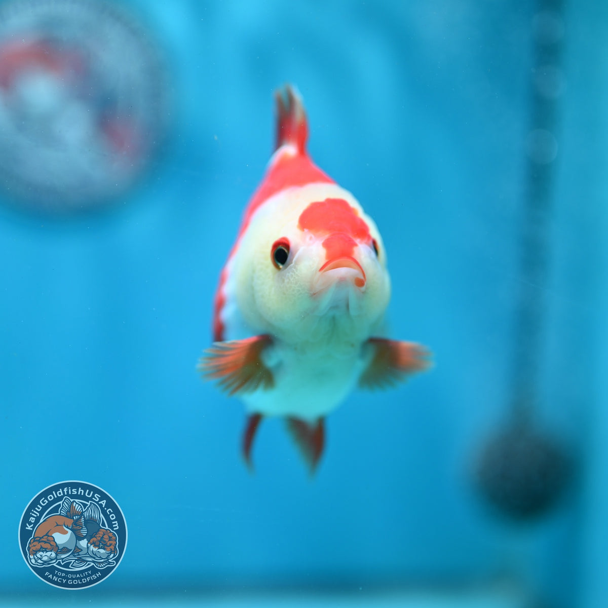 Red White YuanBao Oranda 3.5 inch Body (260904_OR04)