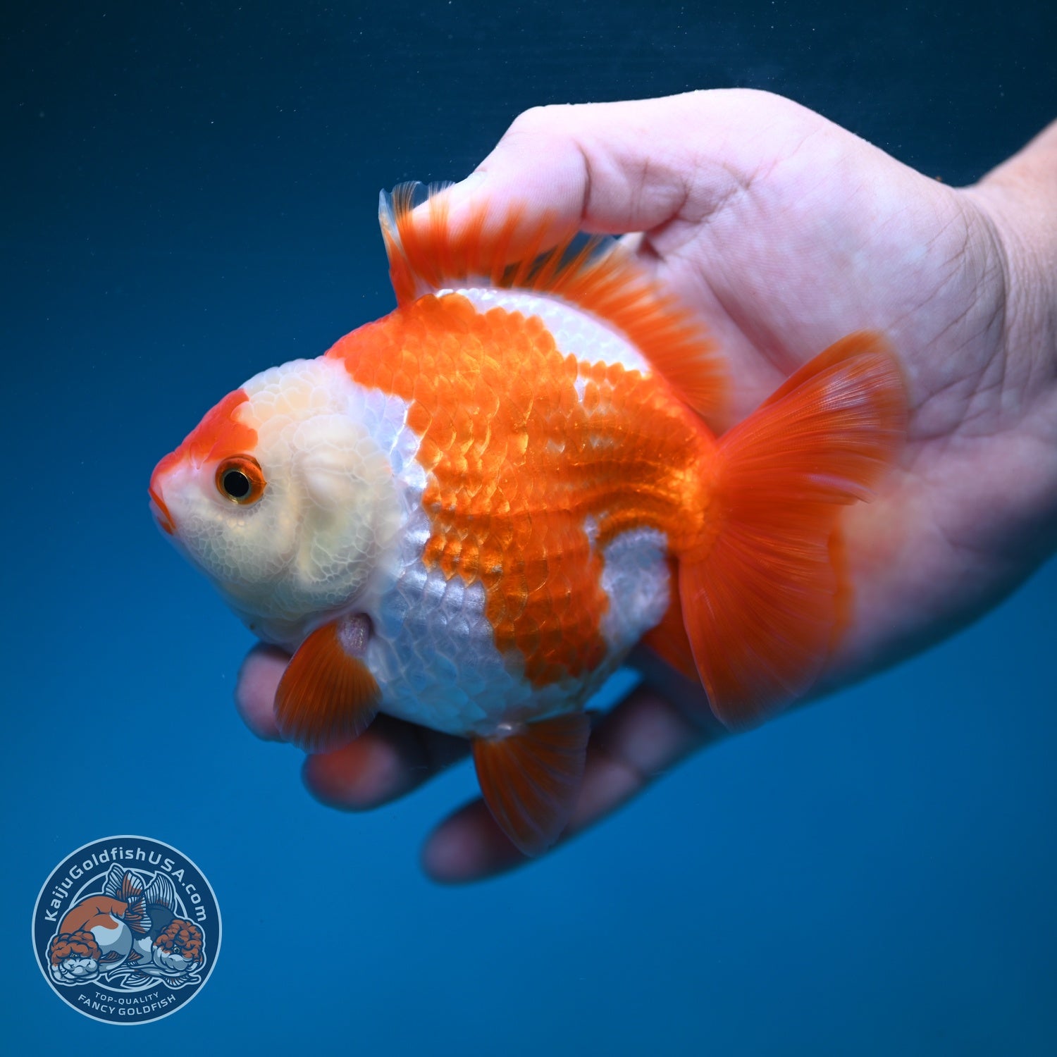 Red White YuanBao Oranda 3.5 inch Body (260904_OR04)