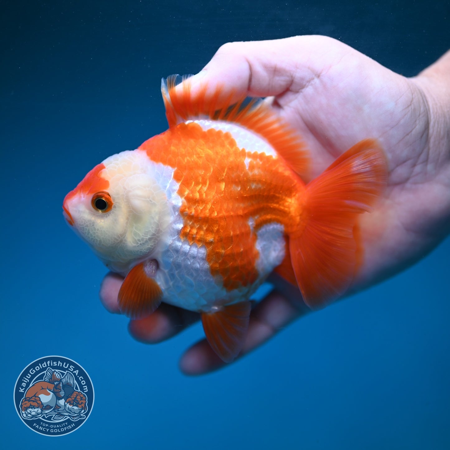 Red White YuanBao Oranda 3.5 inch Body (260904_OR04)