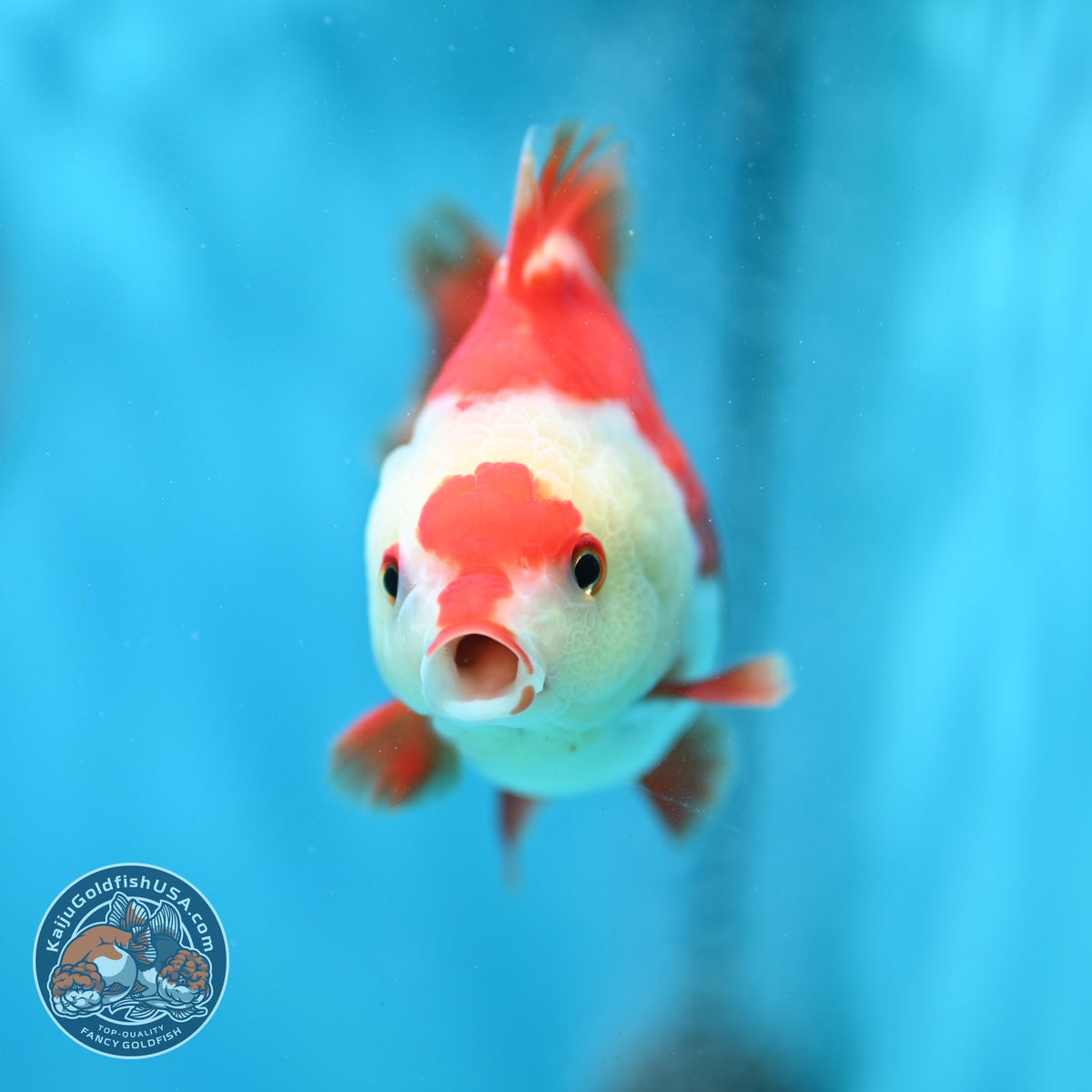 Red White YuanBao Oranda 3.5 inch Body (260904_OR04)