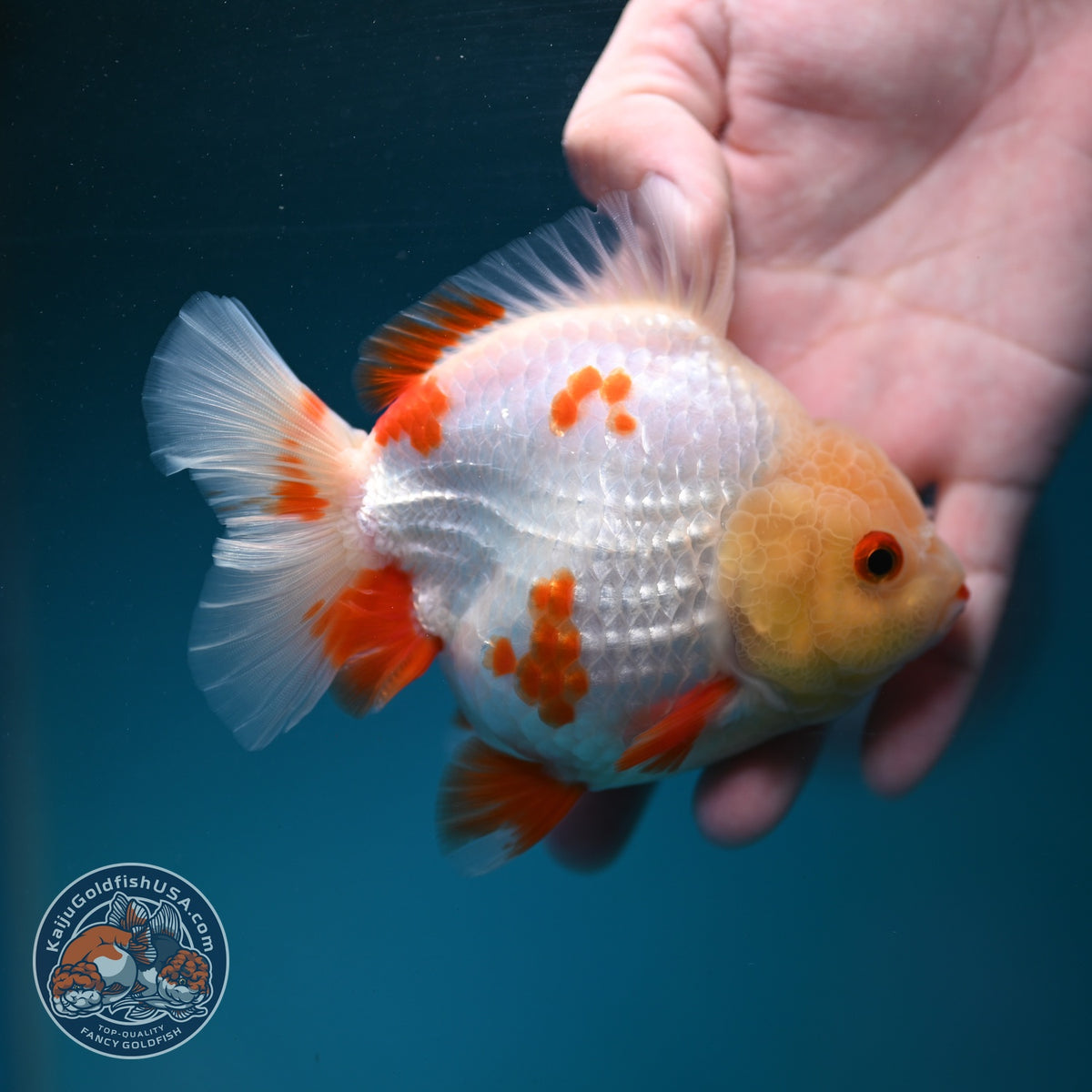Red White YuanBao Oranda 3.5 inch Body (260904_OR05)