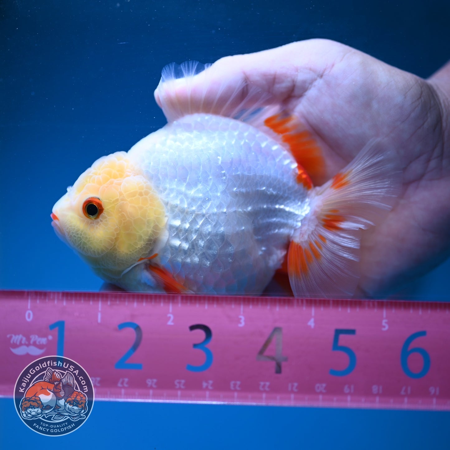Red White YuanBao Oranda 3.5 inch Body (260904_OR05)