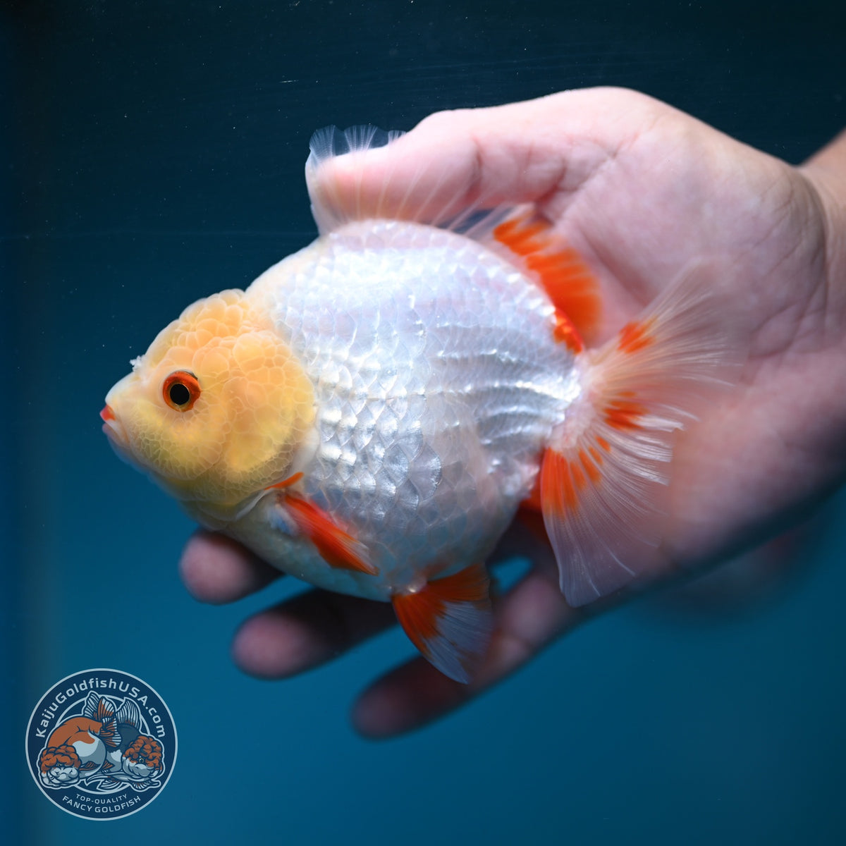 Red White YuanBao Oranda 3.5 inch Body (260904_OR05)