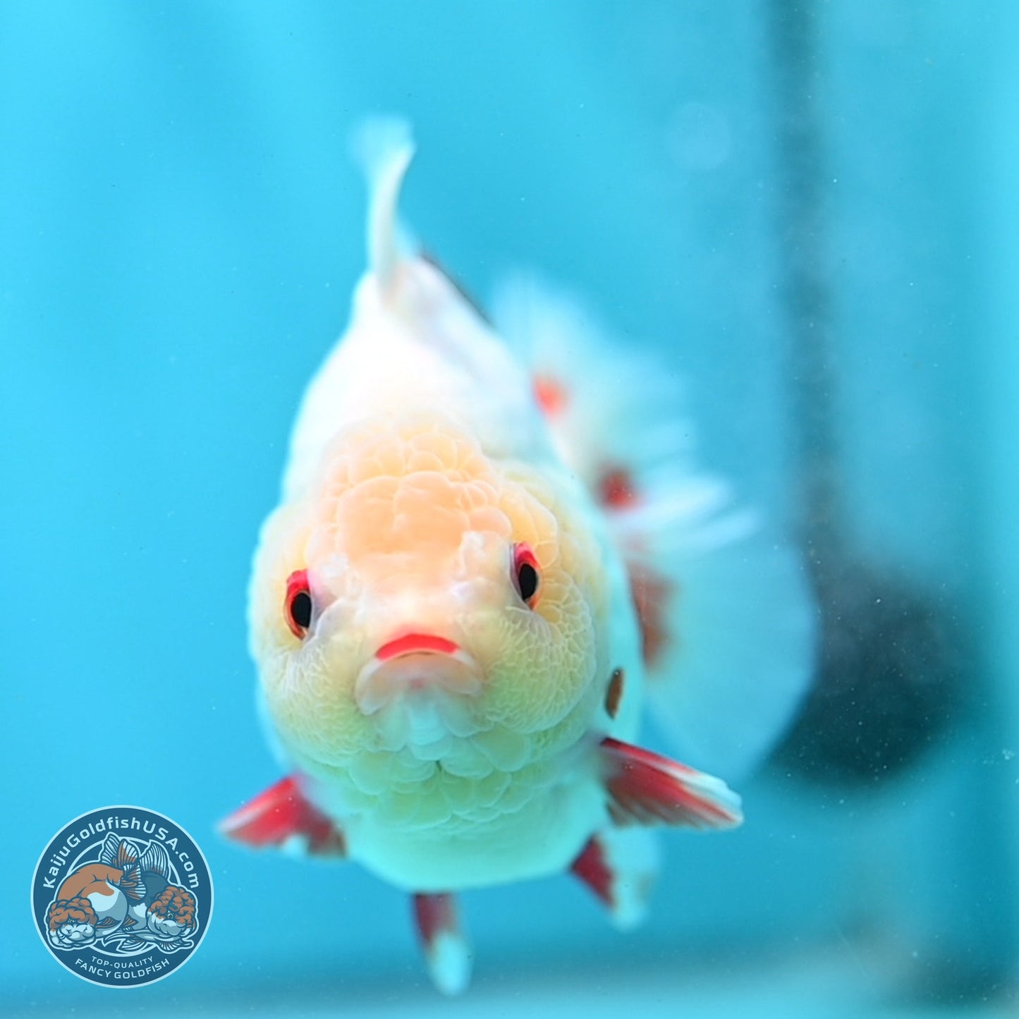 Red White YuanBao Oranda 3.5 inch Body (260904_OR05)