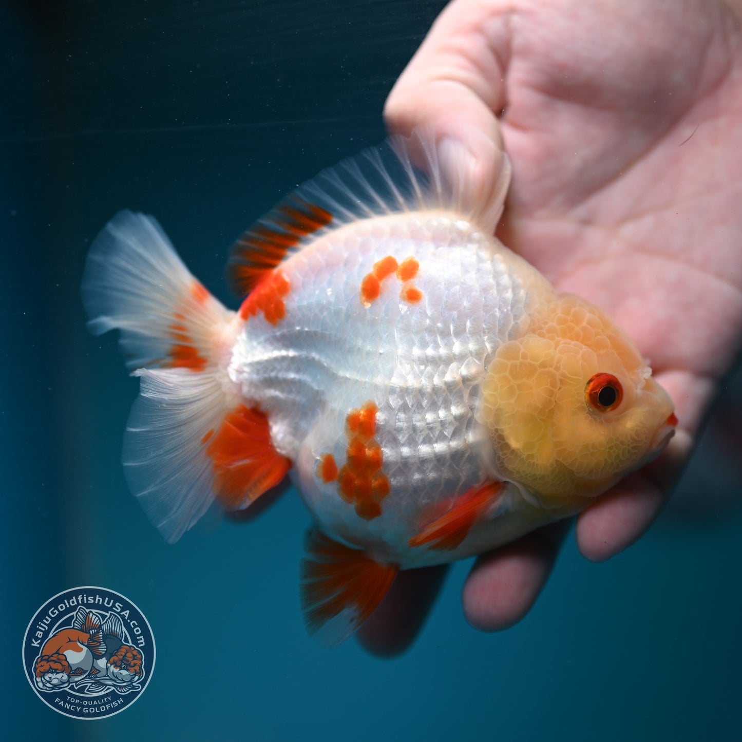 Red White YuanBao Oranda 3.5 inch Body (260904_OR05)