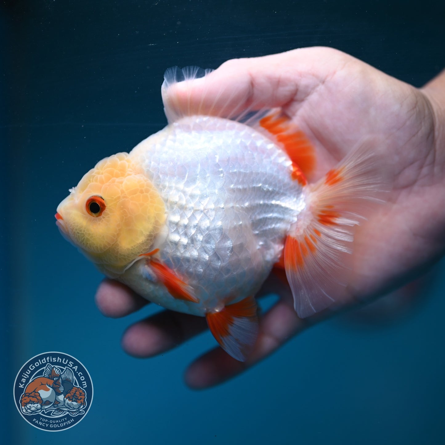 Red White YuanBao Oranda 3.5 inch Body (260904_OR05)