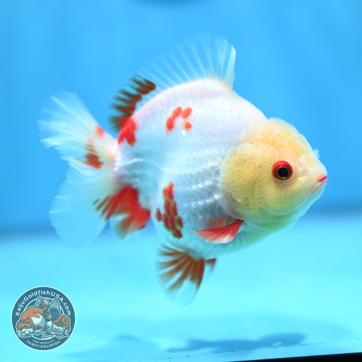 Red White YuanBao Oranda 3.5 inch Body (260904_OR05)