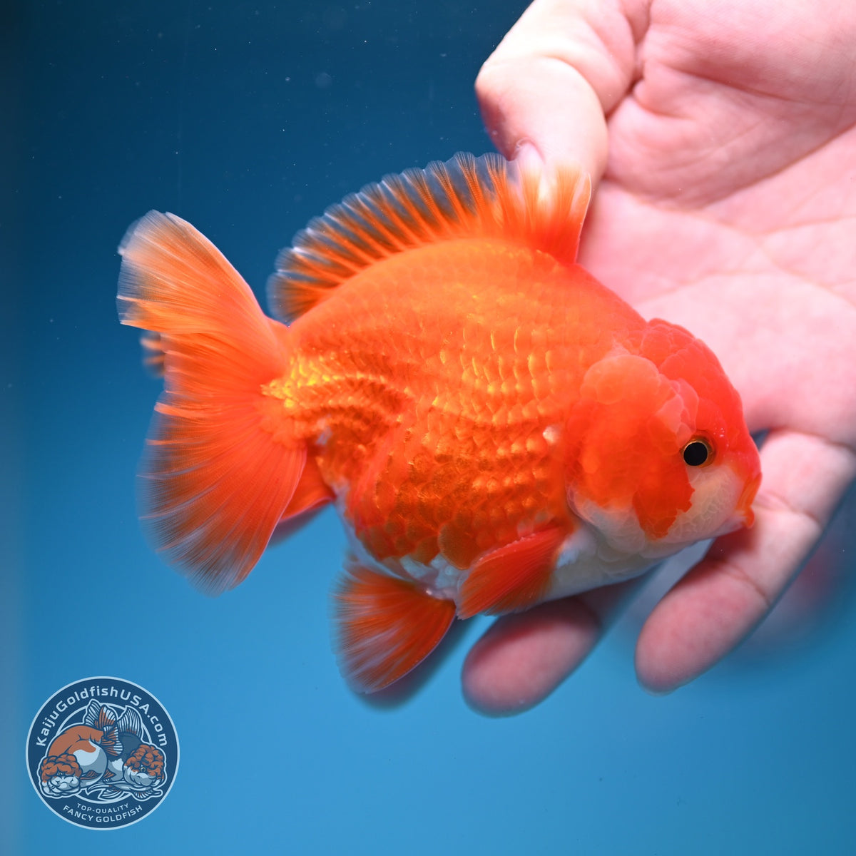 Red White YuanBao Oranda 3.5 inch Body (260918_OR11)
