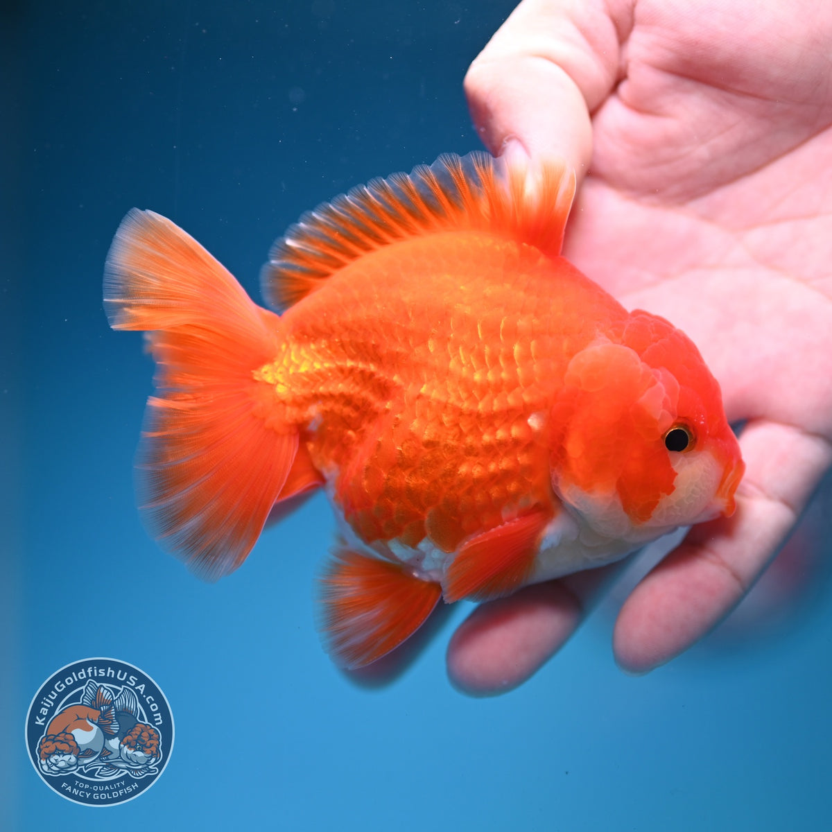 Red White YuanBao Oranda 3.5 inch Body (260918_OR11)