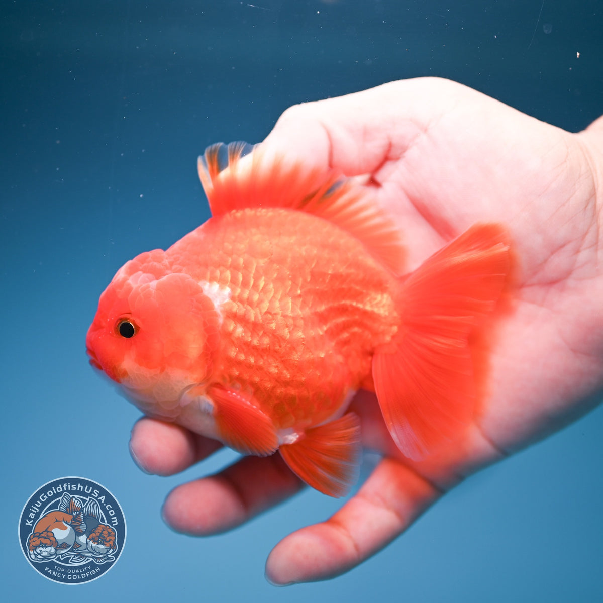 Red White YuanBao Oranda 3.5 inch Body (260918_OR11)