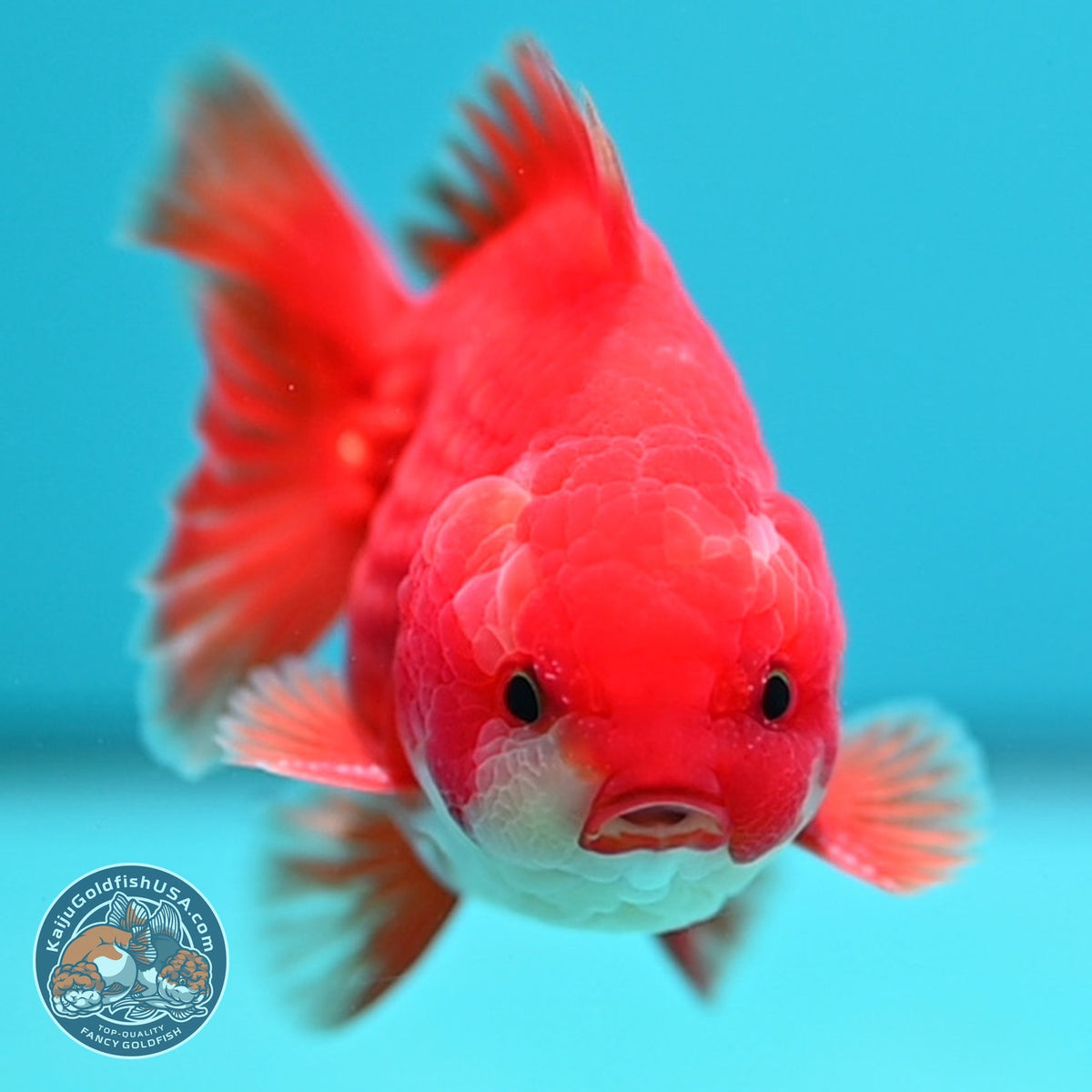 Red White YuanBao Oranda 3.5 inch Body (260918_OR11)