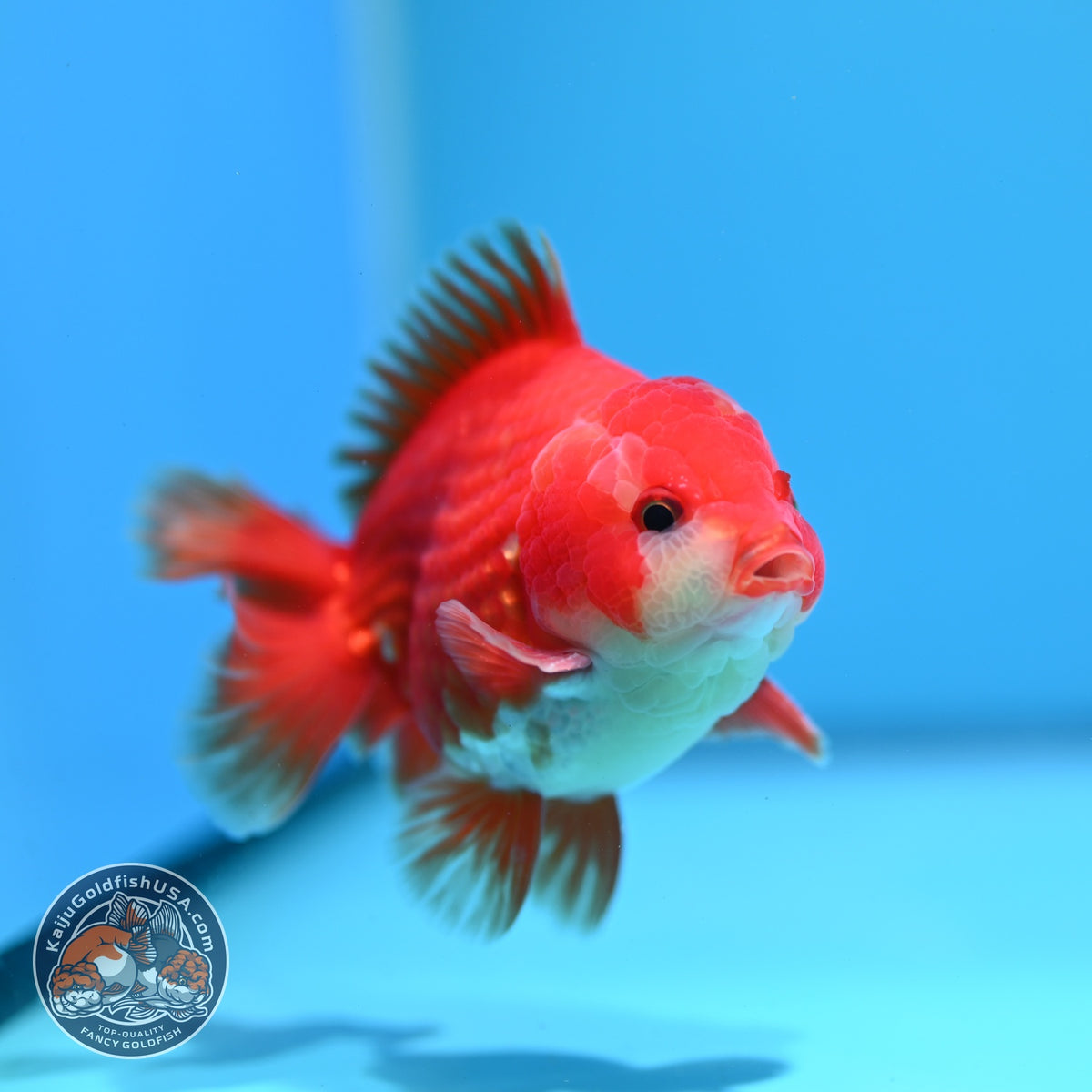 Red White YuanBao Oranda 3.5 inch Body (260918_OR11)