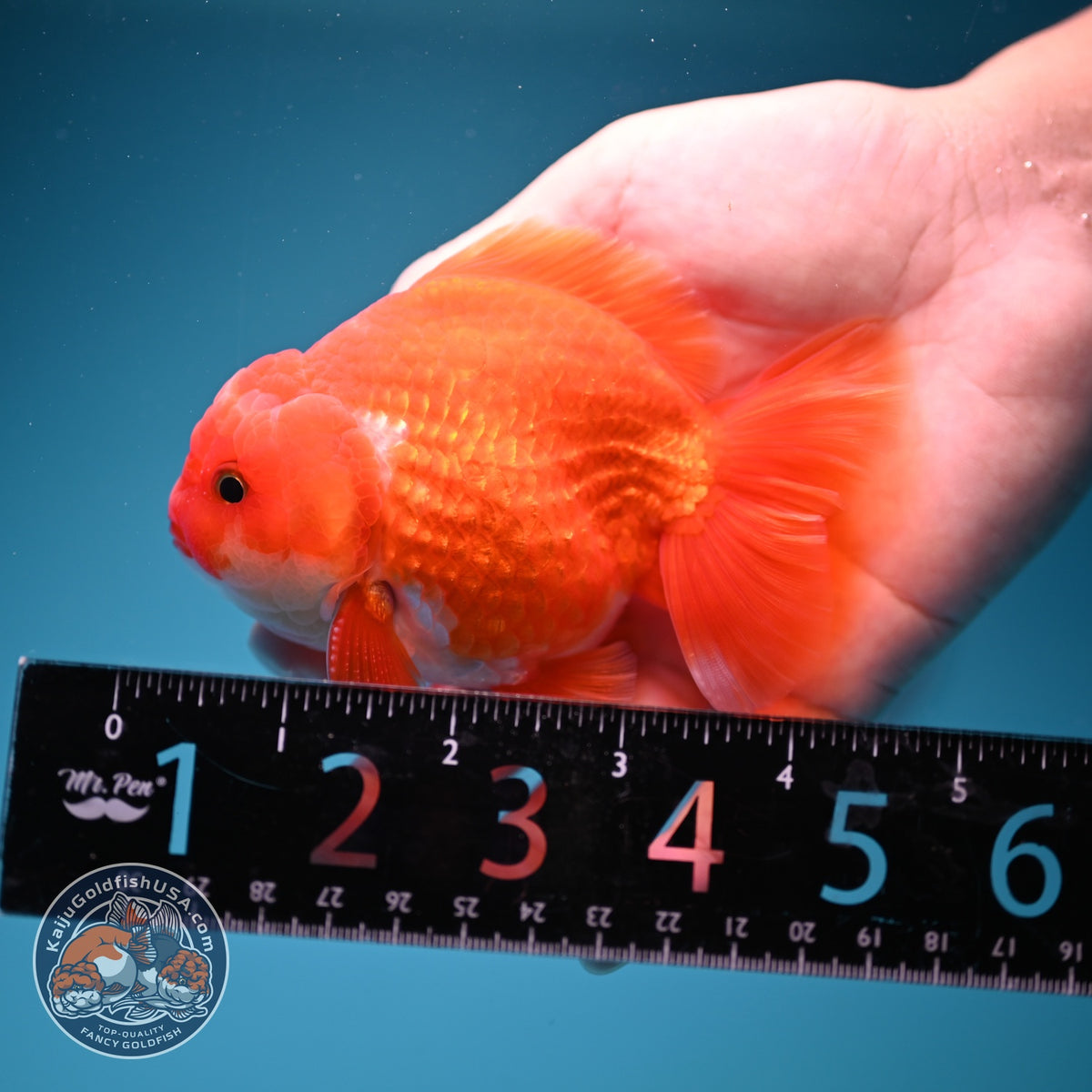 Red White YuanBao Oranda 3.5 inch Body (260918_OR11)
