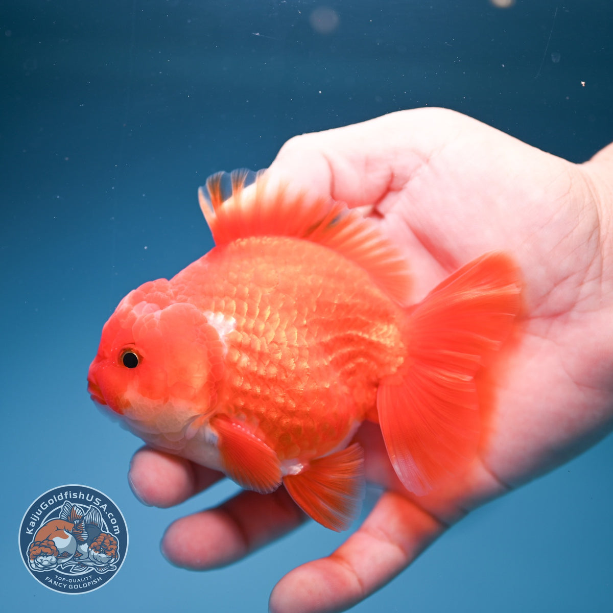Red White YuanBao Oranda 3.5 inch Body (260918_OR11)