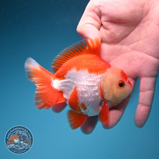 Red White YuanBao Oranda 3.5 inch Body (261002_OR03)