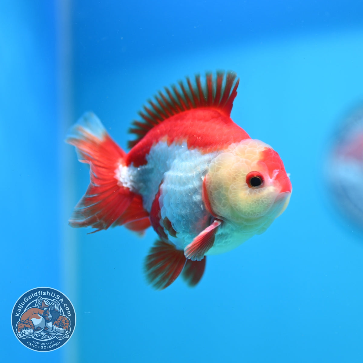 Red White YuanBao Oranda 3.5 inch Body (261002_OR03)