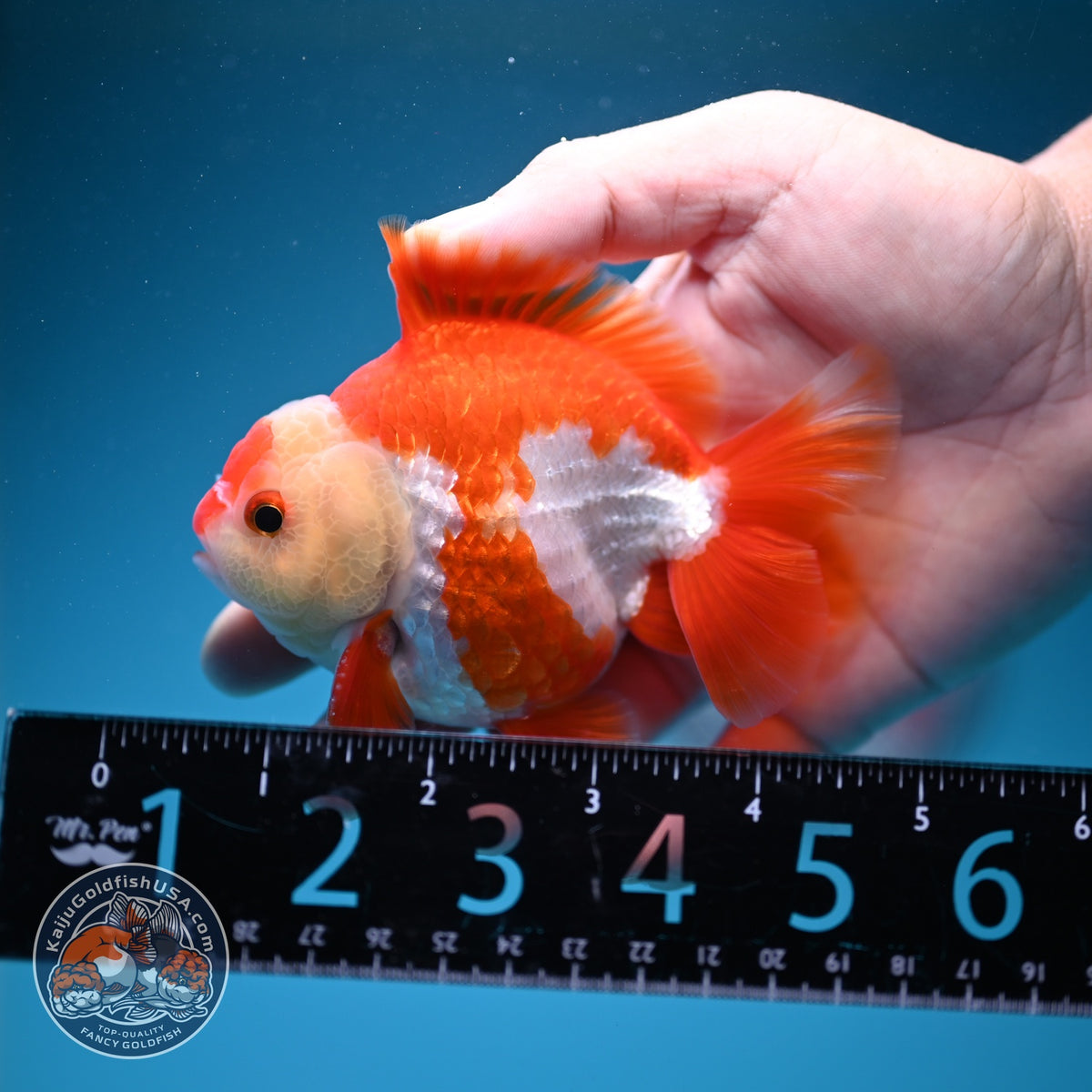 Red White YuanBao Oranda 3.5 inch Body (261002_OR03)