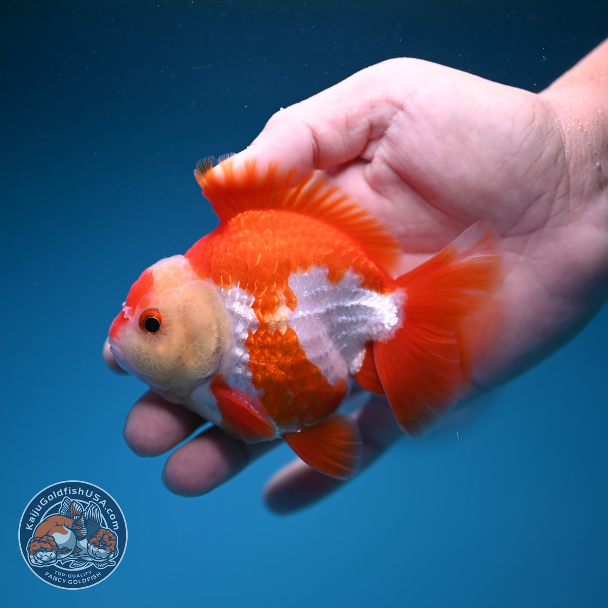 Red White YuanBao Oranda 3.5 inch Body (261002_OR03)