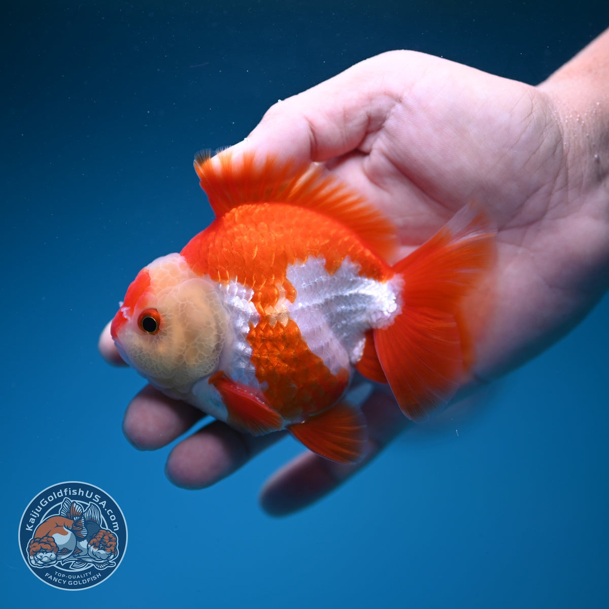 Red White YuanBao Oranda 3.5 inch Body (261002_OR03)