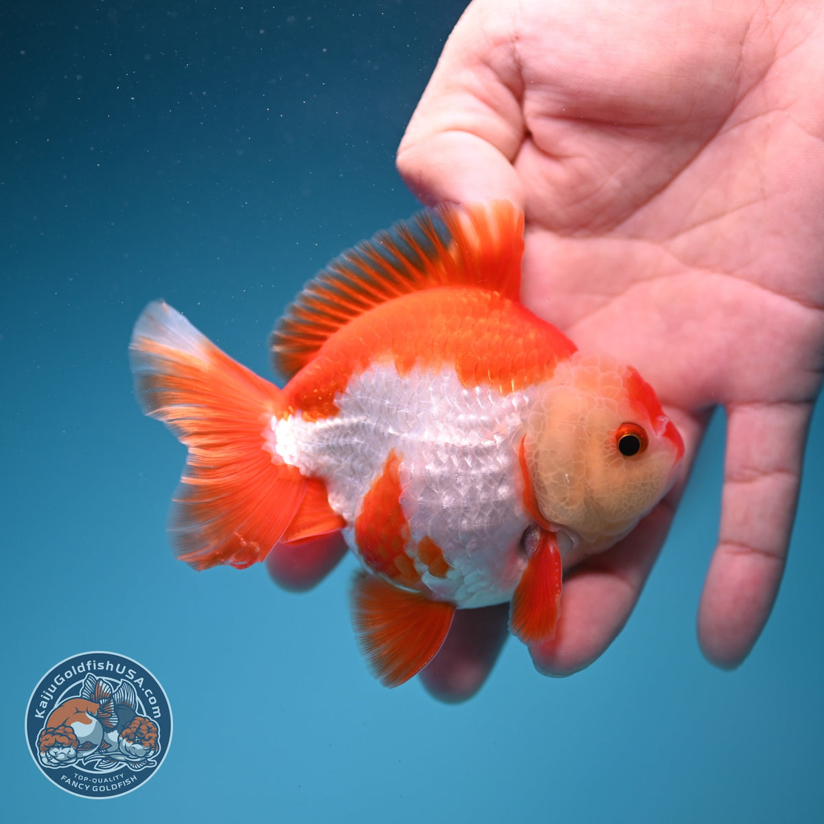Red White YuanBao Oranda 3.5 inch Body (261002_OR03)