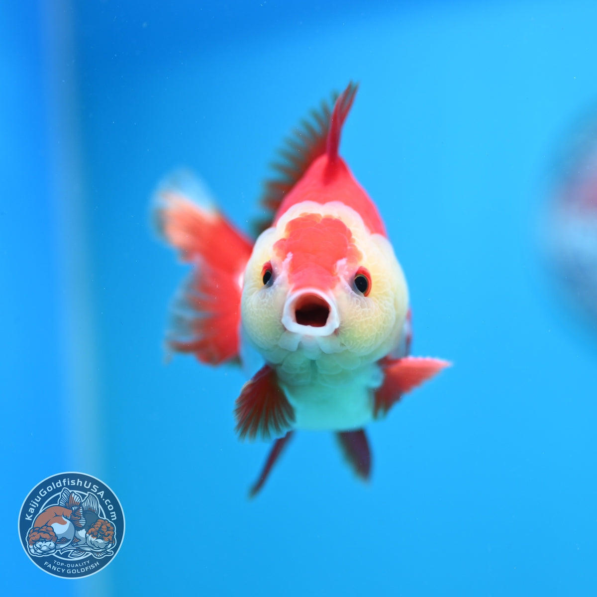 Red White YuanBao Oranda 3.5 inch Body (261002_OR03)