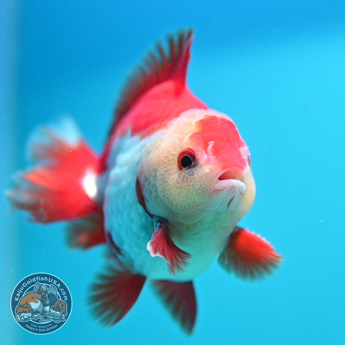 Red White YuanBao Oranda 3.5 inch Body (261002_OR03)